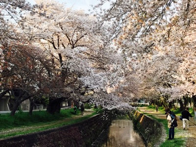 神奈川 桜の名所、高座渋谷で花見